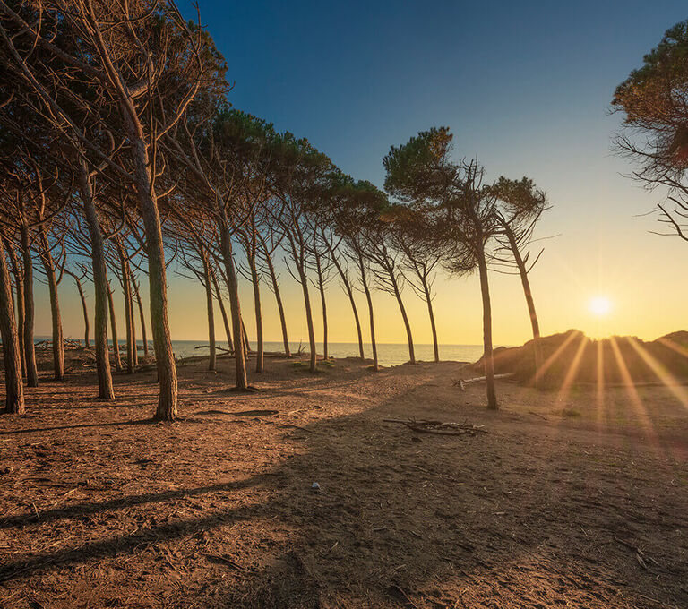 Alberi nella Maremma Toscana