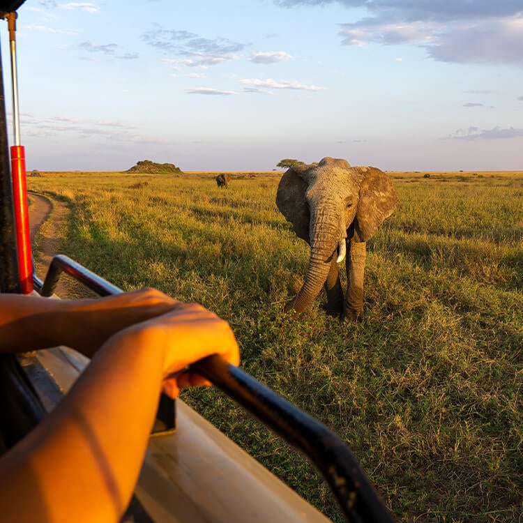 Viaggio Safari